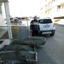 ���������� ���������, ���� ������� �������, 43 ����, ������������ ��� ������, ����� � ���������