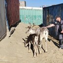 ���������� ���������, ���� ������� �����, 39 ���, ������������ ��� ������, ����� � ���������