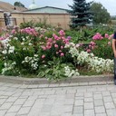 ���������� ������, ���� ������� Sasa, 33 ����, ������������ ��� ������, ����� � ���������, c�������� ���������