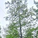 ���������� �������������, ���� ����� ����, 19 ���, ������������ ��� ���������