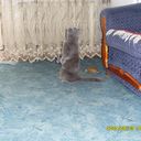 ���������� ������, ���� ������� ������, 49 ���, ������������ ��� ����� � ���������, c�������� ���������