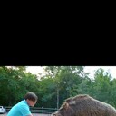 ���������� ����, ���� ������� �����, 36 ���, ������������ 