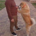 ���������� ��������, ���� ������� ����, 37 ���, ������������ 