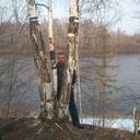 ���������� �����, ���� ������� ����, 50 ���, ������������ ��� ������