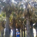 ���������� ���������, ���� ������� ��������, 43 ����, ������������ ��� ������, ����� � ���������, c�������� ���������