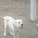 ���������� ������, ���� ������� ����, 58 ���, ������������ ��� ����� � ���������, c�������� ���������