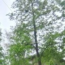 ���������� �������������, ���� ����� ����, 19 ���, ������������ ��� ���������