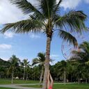 ���������� �����-���������, ���� ������� �������, 33 ����, ������������ ��� ����� � ���������, c�������� ���������