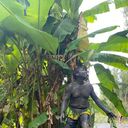 ���������� �����-���������, ���� ������� ����, 60 ���, ������������ ��� ������, ����� � ���������