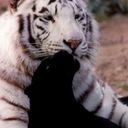 ���������� ��������, ���� ������� ����, 45 ���, ������������ ��� ����� � ���������, c�������� ���������