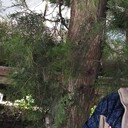 ���������� ���������, ���� ������� �����, 37 ���, ������������ ��� ������, ����� � ���������