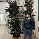 ���������� ������, ���� ������� Roma, 33 ����, ������������ ��� ������, ����� � ���������