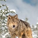 ���������� �����-���������, ���� ������� �������, 39 ���, ������������ ��� ����� � ���������, c�������� ���������