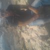  ,   Andrews, 57 ,   