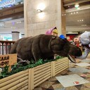 ���������� ����������, ���� ������� ���������, 28 ���, ������������ ��� ������, ����� � ���������, c�������� ���������