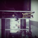 ���������� �����-���������, ���� ������� ASAD, 33 ����, ������������ ��� ����� � ���������, c�������� ���������