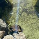 ���������� �����������, ���� ������� �����, 49 ���, ������������ ��� ���������