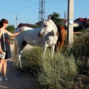 ���������� �����-���������, ���� ������� ��������, 37 ���, ������������ ��� ������, ����� � ���������, c�������� ���������