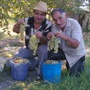  ,   Galust, 69 ,   