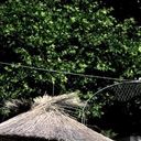 ,   Dina, 48 ,   ,   , c 