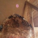 ���������� ������, ���� ������� ����, 53 ����, ������������ ��� ����� � ���������, c�������� ���������