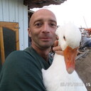 ���������� �����, ���� ������� ���������, 44 ����, ������������ ��� ������, ����� � ���������