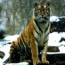 ���������� ��������, ���� ������� ����, 45 ���, ������������ ��� ����� � ���������, c�������� ���������