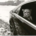 ���������� �����������, ���� ������� Timur, 36 ���, ������������ ��� ����� � ���������, c�������� ���������