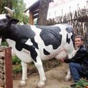  ,   , 56 ,  