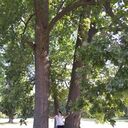 ���������� �����, ���� ������� �������, 51 ���, ������������ ��� c�������� ���������