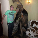 ���������� �������, ���� ������� ������, 36 ���, ������������ ��� ������, ����� � ���������, c�������� ���������