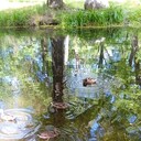 ���������� �����-���������, ���� ������� ��������, 52 ����, ������������ ��� ������, ����� � ���������