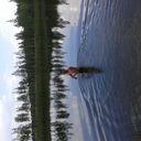 ���������� ����, ���� ������� ����, 43 ����, ������������ ��� ������