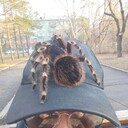 ���������� ������������, ���� ������� ������, 31 ���, ������������ ��� ������, ����� � ���������, ���������