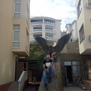 ���������� �����������, ���� ������� ������, 42 ����, ������������ ��� ����� � ���������, c�������� ���������