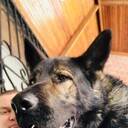 ���������� ����, ���� ������� �������, 38 ���, ������������ ��� ������, ����� � ���������