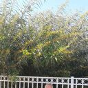 ,   Urik, 62 ,   ,   
