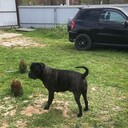 ���������� ������, ���� ������� ��������, 45 ���, ������������ ��� ����� � ���������, c�������� ���������