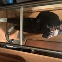 ���������� �����-���������, ���� ����� ����, 23 ����, ������������ ��� ������, ����� � ���������