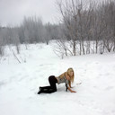 ���������� ������, ���� ������� ������, 31 ���, ������������ ��� ������, ����� � ���������, c�������� ���������