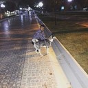  ,   Jasur, 29 ,   ,   , c 