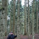 ���������� �������, ���� ������� ����, 36 ���, ������������ ��� c�������� ���������