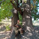 ���������� ������ ��������, ���� ������� ��������, 46 ���, ������������ ��� ������, ����� � ���������, c�������� ���������