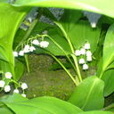  ,    k, 51 ,     , c 