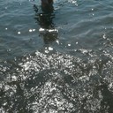 ���������� ������, ���� ������� ������, 38 ���, ������������ ��� ������, ����� � ���������, c�������� ���������