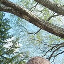 ���������� �����������, ���� ������� �����, 43 ����, ������������ ��� ������, ����� � ���������