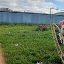  ,   Dimitrikuss, 40 ,   ,   , c , 