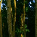 ���������� �������, ���� ������� ����, 40 ���, ������������ ��� ������, ����� � ���������, c�������� ���������