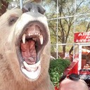 ���������� ������, ���� ������� Alberto, 41 ���, ������������ ��� ������, ����� � ���������, c�������� ���������