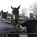 ���������� �����, ���� ������� ����, 57 ���, ������������ ��� ������, ����� � ���������